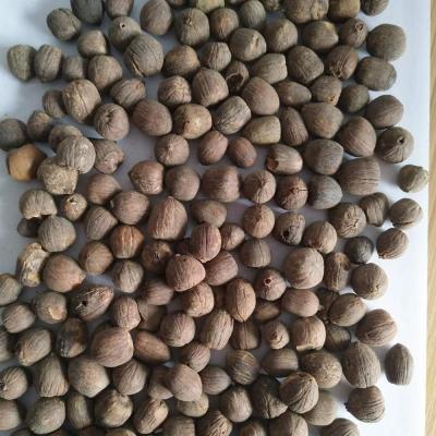 China Raw medicine and food made dried acorn oak nuts that have been shelled for food and animal feed for sale