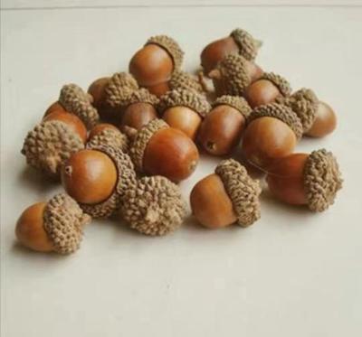 China Edible Wild Starch Animal Feed Nuts&Kernels Acorn And For Edible Starch And Pig Feed for sale