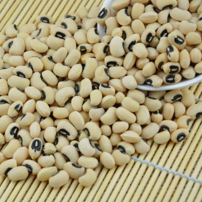 China Dried Peeled Black Eyed Cowpea Beans Black Eyed Peas With Good Price for sale