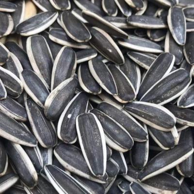 China Hot Sale Parrot Family Dry Sunflower Seeds Big Kernels Seeds 363 Bulk Sunflower Seed Kernels for sale