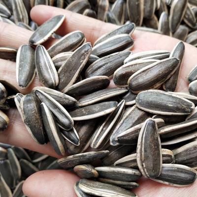 China Selling Whole Raw Sunflower Kernel Seeds Large Dried High Quality Sunflower Seeds for sale