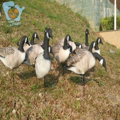 China EVA Foam Canadian Goose Decory Lightweight Duck Hunting Decoy for sale