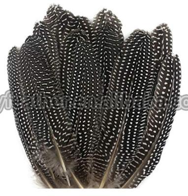 China Guinea feather wholesale 15-20cm natural cheap guinea fowl feather for decoration for sale