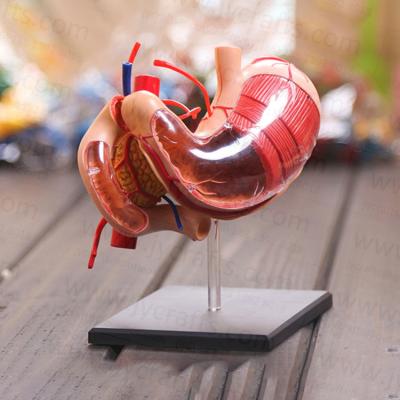 China 4d stomach Learning Resources Anatomy model model 4D vision human stomach model for classroom medical demonstration for sale