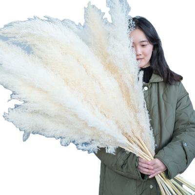 China Dried Flowers Decoration Dried Artificial Fake Pampas Grass Tall Pampas Grass For Weddings Decoration Home Decor for sale