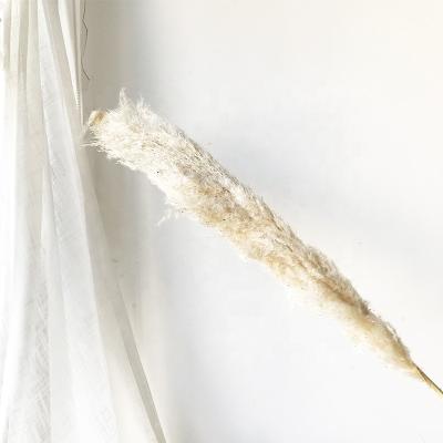 China Dry Flower Boho Wedding Deco Dried Pampas Grass For Home Decoration for sale