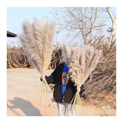 China 2020 Pampas Grass Romantic Hot Natural Dry Gray Instagram Tubular Straw for sale