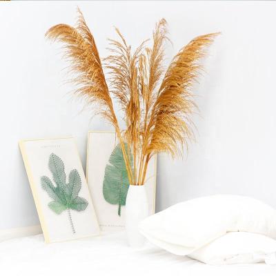 China wholesale artificial tall pampas grass dried preserved high quality flowers and plant L for sale