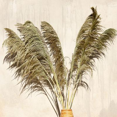 China Wholesale Part Natural Reed Dry Pampas Grass Great For Wedding Decoration. for sale