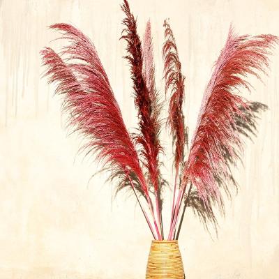 China Wedding /room Decoration New Style Reed Pink Preserved Pampas Grass Phragmites for sale