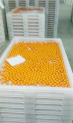 China Anti High Temprature Plastic Drying Trays Pe Material For Drying Freezing Baking for sale