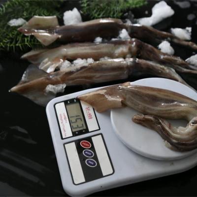 China Illex Nutritious Frozen Squid 150-200g New Landing 2021 for sale