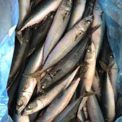 China FROZEN Frozen Pacific Mackerel - A+ Market Grade - Best Freshness for sale