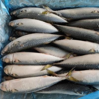 China FROZEN Frozen Pacific Mackerel - 400-500g - High Fat DHA EPA for sale