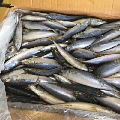 China FROZEN Frozen Pacific Mackerel - For Fish Groundbait - Fresh Seafrozen - Best Price for sale