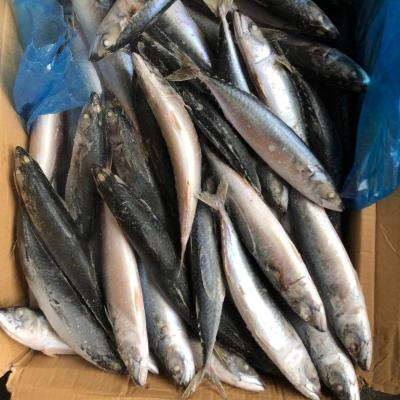 China FROZEN Frozen Mackerel - Landfrozen - Thailand/Indonesia market suitable for sale