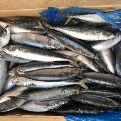 China FROZEN Frozen Pacific Mackerel - Fresh Seafrozen - A+ Market Grade - For Immediate Shipment for sale