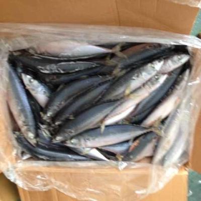 China FROZEN Mackarel japonicus scomber for sale