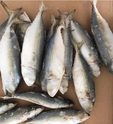 China 2022 New Frozen Indian Mackerel Landing FROZEN for sale