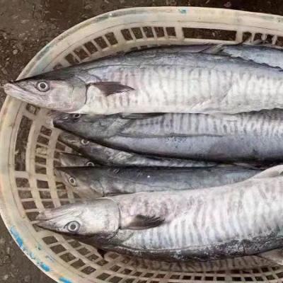 China Seafrozen Frozen Spanish Mackerel IQF New Landing for sale