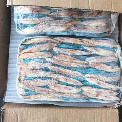 China FROZEN Tuna Loins Hot-Selling Precooked Bonito for sale