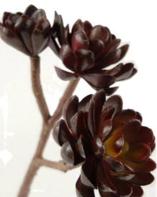 China Factory Wholesale Minimalist Artificial Succulents Burgundy Hens-And-Chicks Stem X3 for sale