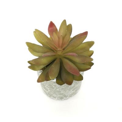 China Z2015 Hot Decoration Factory Sale Mini Live Succulent Plants Bonsai For Decoration for sale