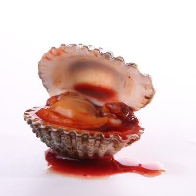 China High Nutritional Value Seafood Variety Seafood Store Live Delicious Frozen Blood Clams for sale