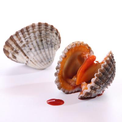 China Blood Clam Sanmen Frozen Seafood Mix Seafood Export High Protein Live Blood Clams for sale