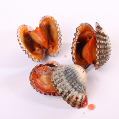 China New Season Healthy Alive Shell Supplier Seafood Blood Clam High Protein Delicious for sale