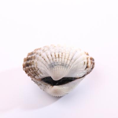 China New Blood Clam Meat Seafood Clam With Shell Non-live Stock Season Export Seafood for sale