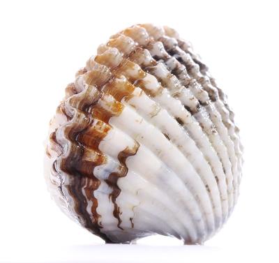 China Live Moisten Lungs Delicious Frozen Commercial Blood Clams Import Export Commercial Seafood for sale