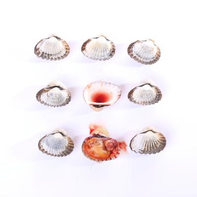 China Alive Moisten Lungs China Frozen Seafood Full Blood Clams for sale