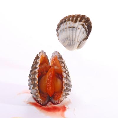 China High Quality High Protein Alive Blood Clams Snacks Tank Frozen Scary Cooler Seafood for sale