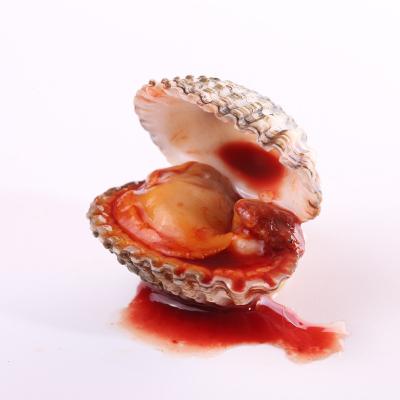 China Alive Strengthen Spleen Stomach Non-stock Shell Frozen Seafood Iqf Wholesale Superior Seafood for sale