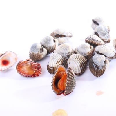 China Shell Mussels Wholesale Frozen Seafood Healthy Alive Frozen Half Blood Clams for sale