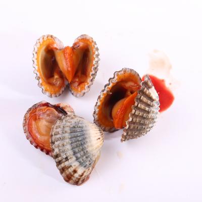 China Alive Moisten Lungs Seafood Frozen Food High Protein Blood Clam Meat Export Seafood for sale