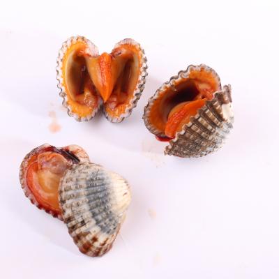 China Non-live Stock Seafood Clam Snacks High Protein Seafood Processing Frozen Blood Clams for sale