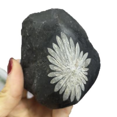 China Europe Top Sale Natural Chrysanthemum Stone Raw Specimen Crystal Stone For Decoration Rough Specimen for sale