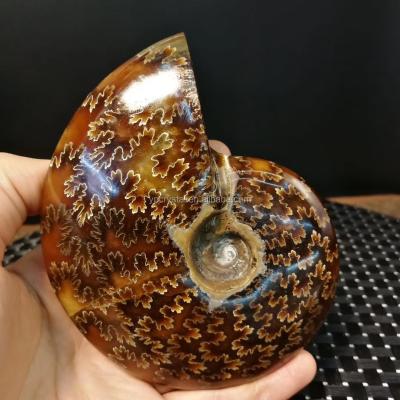 China Real Madagascar Natural Fossils Conch Mineral Sea Snail From China For Arts Decoration Gifts for sale