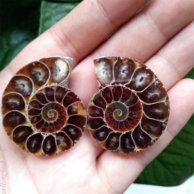 China Wholesale Small Size Ammonite Shell Fossil Crystal Conch Fossil Stone From China for sale