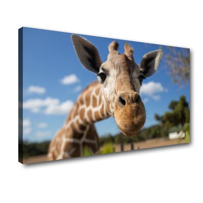 China Wholesale Modern Giraffe Picture Canvas Print Painting , African Animals Wall Art For Living Room Decoration for sale