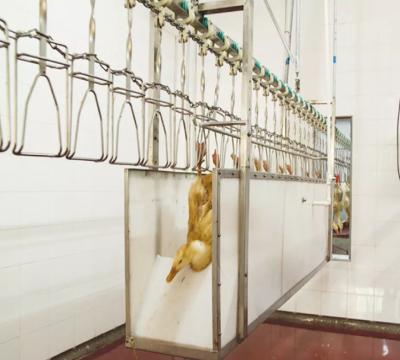 Κίνα Chicken Duck Goose Poultry Slaughtering Line High Efficiency Stainless Steel 304 προς πώληση