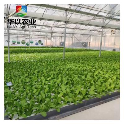 China Leafy Vegetable Greenhouse Growing High Efficient Hydroponics DFT/Commercial Hydroponic Growing DWC System For Sale à venda