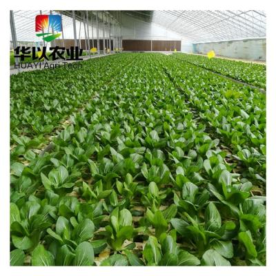 Cina Agriculture dwc hydroponics system vegetable deep water high quality culture in vendita