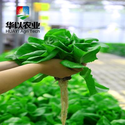 China DWC Deep Water Culture Hydroponics Systems Hydroponics Forage Vegetable Planting Growing Systems zu verkaufen