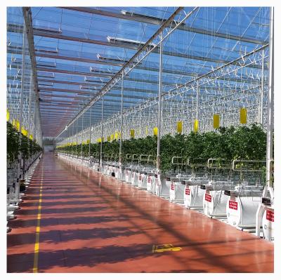 China Multi-span Vegetable Large Size Venlo Horticulture Fruit Greenhouse Tomato Glass Greenhouse and Strawberry Greenhouse Turnkey Project for sale