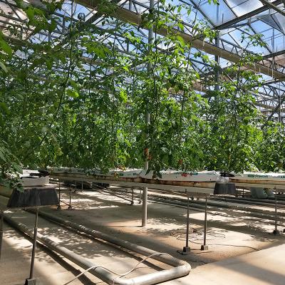 Chine High Quality Automated Fruit Vegetable Flower Tomato Substrate Hydroponic Systems For Greenhouse Farm Agriculture à vendre