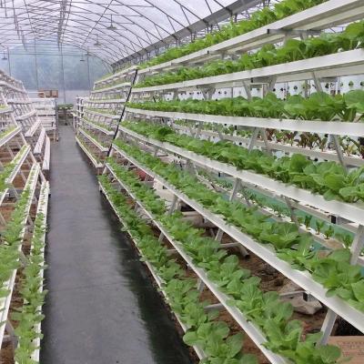 China Stable Structure Easily Assembled New Type A Frame Hydroponics For Leafy Vegetables Hydroponics Without Soil Hydroponics System Te koop