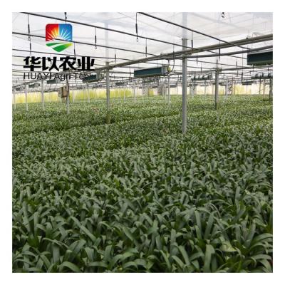 中国 Stable Multi-Span Structure Commercial High Tunnel Greenhouse Greenhouse Intelligent Control 販売のため